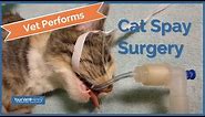 How To Spay A Cat | Watch A Vet Perform Surgery | Your Vet Online #catspay #catsurgery #onlinevet