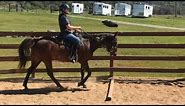 Gaited Horse Training - Rocky Mountain Horse