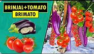 How to grow Tomato and Brinjal on Same Plant | BRIMATO | Tomato Grafting on Eggplant