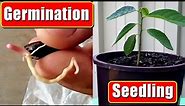 Custard Apple Seed Germination: Growing Cherimoya From Seed Easily