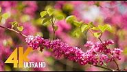 Amazing Colors of Spring Flowers and Fall Leaves - 4K Nature Relax Video with Nature Sounds