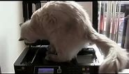 Cat uses copy machine