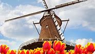 Tulips & Windmills | Videos | Viking Cruises