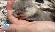 Mama Otter Leaves Her Baby with Human