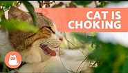 Why is My CAT CHOKING? 🐱⚠️ (5 Causes and Treatment)