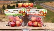 Fall is Here! Experience Autumn Glory Apple
