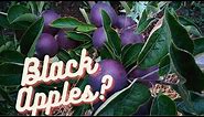 Planting an Arkansas Black Apple Tree!