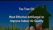Tea Tree Oil Most Effective Antifungal to Improve Indoor Air Quality | DIY Air Purifier, Freshener