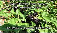 The Basics for Growing Erect Variety Blackberries: Prolific, Delicious, & Great for Containers