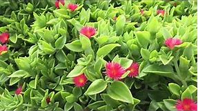Aptenia is the perfect ground cover!