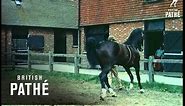 Hackney Horses (1959)