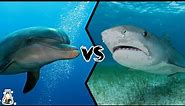 Dolphin VS Shark - What Happens When These Two Sea Animals Meet?