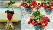 Brilliant Idea: No Need To Any Skills To Grow Strawberry Plant From Strawberry Fruit In Water