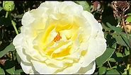 Best Yellow Roses/Disease Resistant/Elina