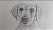 How to Draw a Realistic Puppy Dog Labrador Retriever