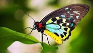 Beautiful Butterflies - relaxing meditation music and nature sounds🦋🦋🦋