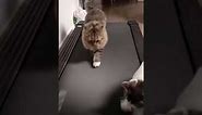 Feline Fitness Fanatic: Watch this Cat Master the Treadmill!