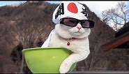If your cat is Ninja !! Ninja Cat Memes & Funny Videos 2021