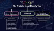 The Anabolic Steroid Family Tree - Simplifying How Different Steroids Work