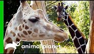 Meet The Beautiful Giraffes Of The Bronx Zoo! | The Zoo