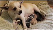 Denver's fourth puppy (Chihuahua Pug Mix Giving Birth)