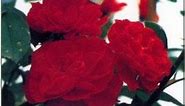 Roses : Reines des Fleurs - Rempotage, arrosage, entretien