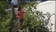 How to direct and prune long bean vines