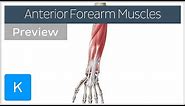 Muscles of the anterior compartment of the forearm (preview) - Human Anatomy | Kenhub