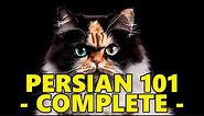 Persian Cat 101 - Complete Guide Before Getting One