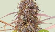 Purple Queen Auto Cannabis Seeds - Royal Queen Seeds