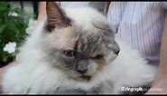 Weird cat with two faces breaks Guinness world record