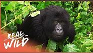 Saving The Last Silverback Mountain Gorillas From Extinction | Gorilla Doctors | Real Wild