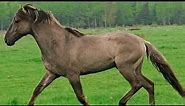 Sorraia Horse - breed info
