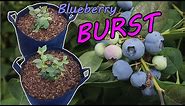 How to Grow Blueberries in Containers