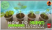 How to Grow Caesalpinia Pulcherrima / Peacock Flower / Red Bird of Paradise || 21 Day Update