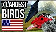 7 Of The Largest Birds That Can Be Found In The USA