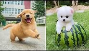 Baby Dogs 🔴 Cute and Funny Dog Videos Compilation #1 | 30 Minutes of Funny Puppy Videos 2021