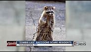 'Zombie-like' raccoons are baring their teeth, walking on hind legs