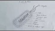 How to draw E-coli bacteria???
