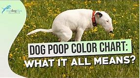 Dog Poop Color Chart: What It All Means