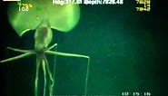 Magnapinna Squid Filmed at Drilling Site