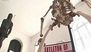 Skeleton boner prank. -UK - 50 Shades of Troll