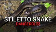 Stiletto snake (burrowing asp) - dangerous venomous snake with long fangs
