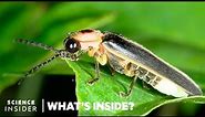 What's Behind The Firefly's Glow | What's Inside?