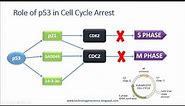 p53 Structure and Function - Cell Cycle Regualtion & Apoptosis