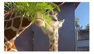 Baby giraffes eating leaves for the first time