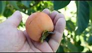 Persimmons - Meet the Cultivar - 01 - Yates (Diospyros virginiana) American Persimmon