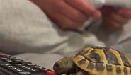 Turtle learns to turn TV off with tongue