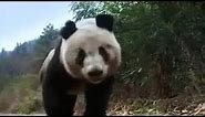 Giant Panda Bear Does Handstand! | BBC Studios