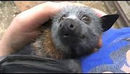 Juvenile bat squeaks while being petted: this is Jeddah